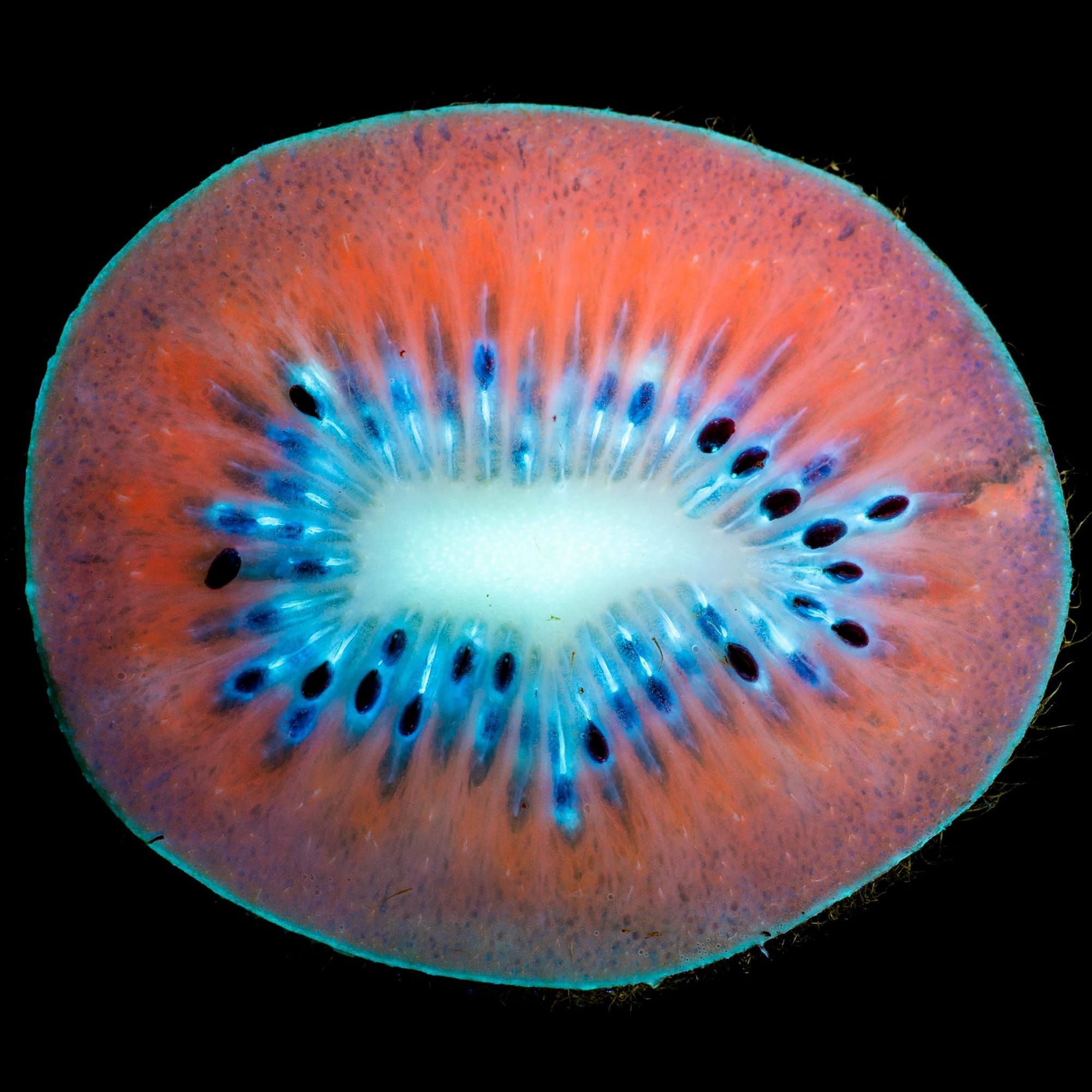 kiwi