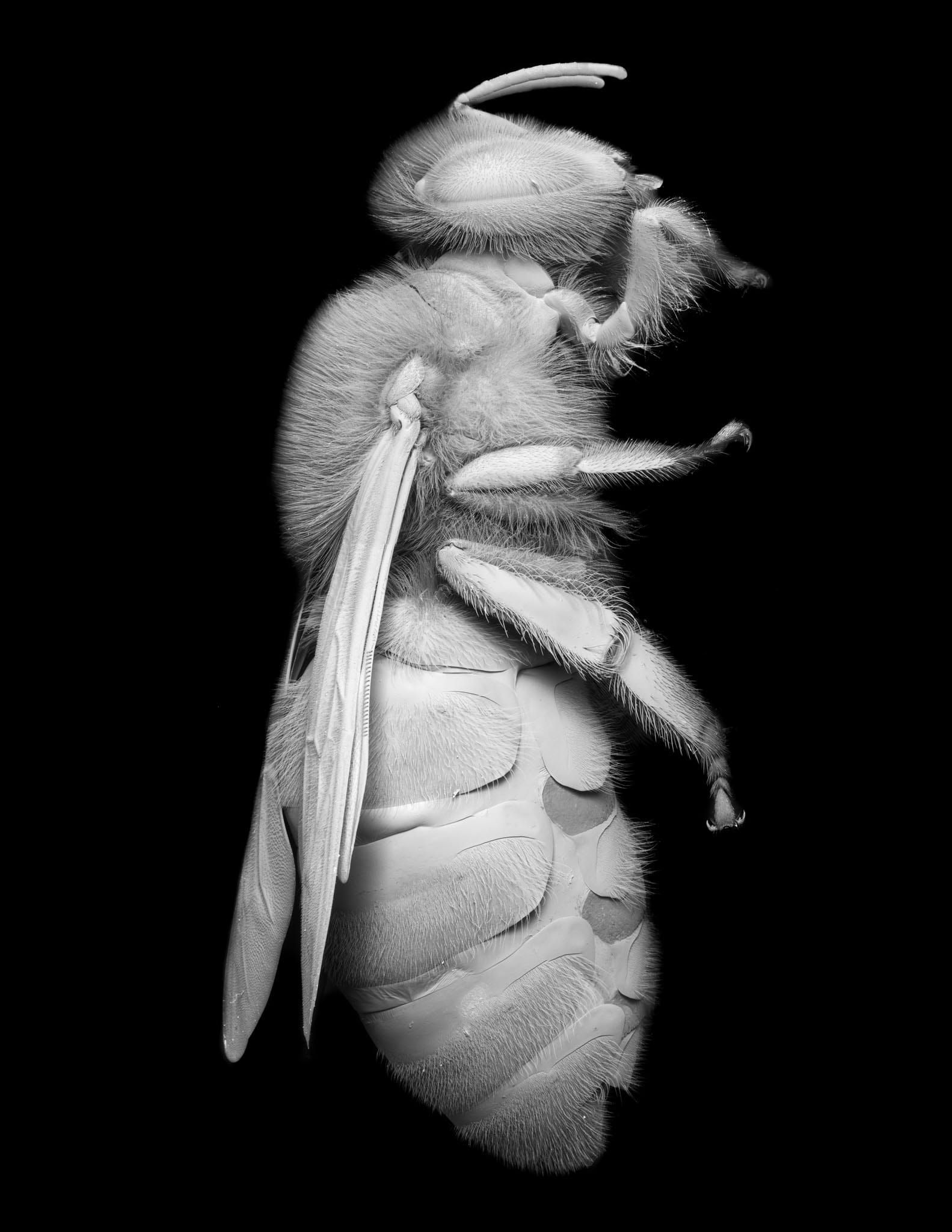 bee